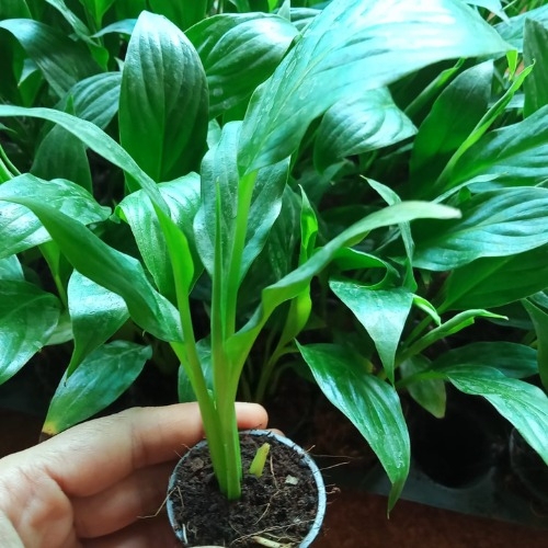 Peace Lily Plant Sapling