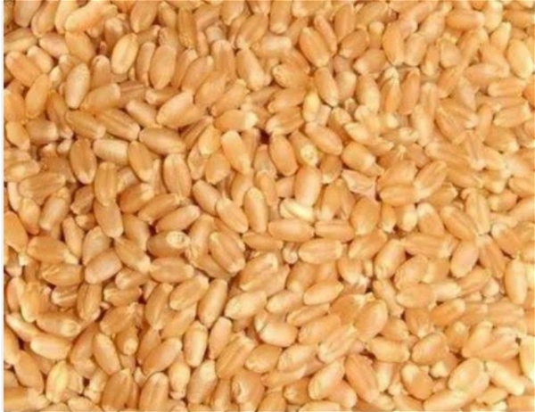 Wheat : - 5kg