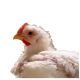 Chicken Tandoori Murgi  - 1.200 To 1.400 kg