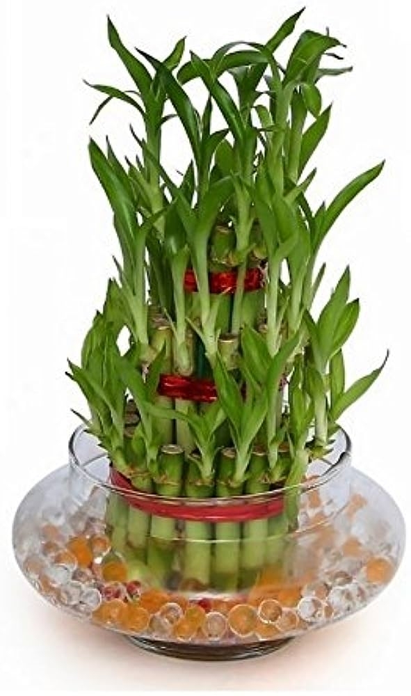 Green Plant, 3 Layer Lucky Bamboo Plants