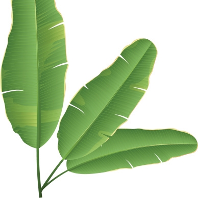 Banana Leaf - 2 Pcs