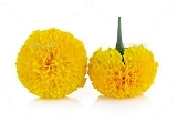 Marigold Flower Yellow - 250g