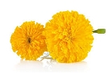 Marigold Flower Yellow - 500g