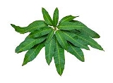 Mango Leaves - 6 Pcs