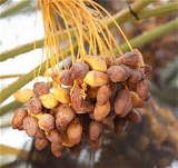 Dates - 1Pack (250g)