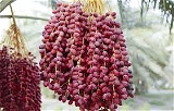 Dates - 1Pack (250g)